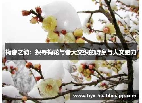 梅春之韵：探寻梅花与春天交织的诗意与人文魅力